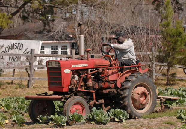 Journey to The Promised Land Farm: Port Wentworth’s Hidden Gem